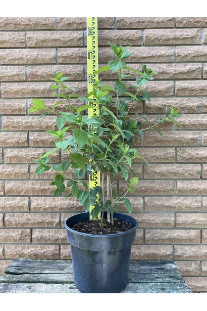 Гортензія Пінкі Вінкі - 5л/вис.60-70см/Ø40-50см